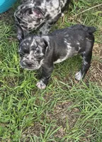 Rainwater Merle, a male French Bulldog for sale in Pensacola, FL – 6 of 9