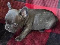 Laramie , a female French Bulldog for sale in Pensacola, FL – 3 of 7