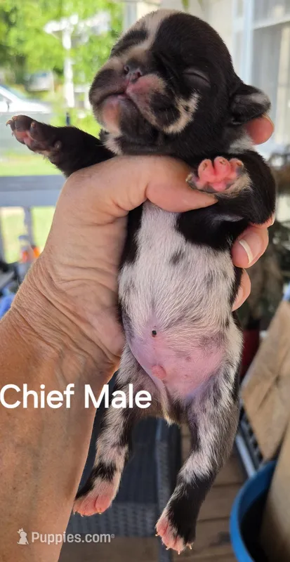 Chief – French Bulldog puppy for sale in Pensacola, FL