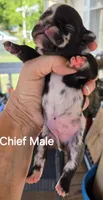 Chief, a male French Bulldog for sale in Pensacola, FL – 1 of 5