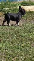 Tango  (Black Tan Point), a male French Bulldog for sale in Pensacola, FL – 3 of 9