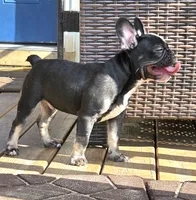 Tango  (Black Tan Point), a male French Bulldog for sale in Pensacola, FL – 4 of 9