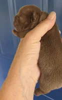 Miami (Chocolate), a female English Bulldog and French Bulldog for sale in Pensacola, FL – 4 of 8