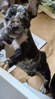 Rainwater Merle, a male French Bulldog for sale in Pensacola, FL – 4 of 9