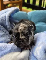 Domino 88/12, a male Frenchton for sale in Pensacola, FL – 2 of 10