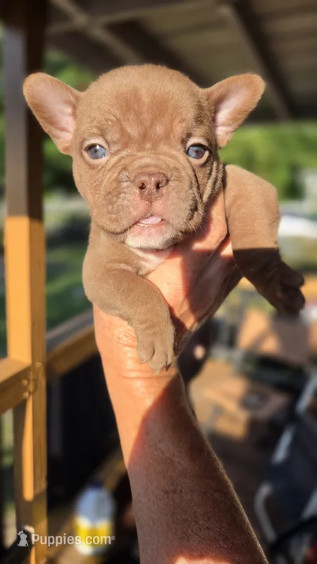 Snickers – French Bulldog puppy for sale in Pensacola, FL