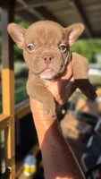 Snickers, a male French Bulldog for sale in Pensacola, FL – 1 of 3