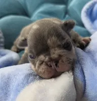 Cadbury 88/12, a male Frenchton for sale in Pensacola, FL – 2 of 10
