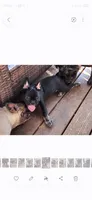 Tango, a male French Bulldog for sale in Pensacola, FL – 2 of 4