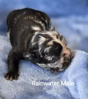 Rainwater, a male French Bulldog for sale in Pensacola, FL – 8 of 10