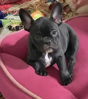 Poppy, a female French Bulldog for sale in Pensacola, FL – 4 of 4