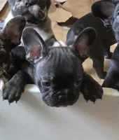 Laramie , a female French Bulldog for sale in Pensacola, FL – 2 of 7