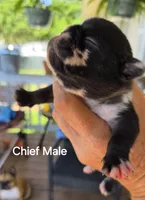 Chief, a male French Bulldog for sale in Pensacola, FL – 3 of 5