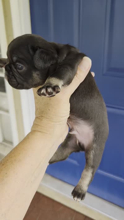 Tate, a male French Bulldog for sale in Pensacola, FL – 2 of 5