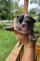 Delta 88/12, a female Frenchton for sale in Pensacola, FL – 5 of 9