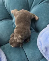 Cadbury 88/12, a male Frenchton for sale in Pensacola, FL – 7 of 10