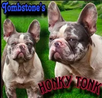 Tate, a male French Bulldog for sale in Pensacola, FL – 3 of 5
