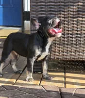Tango, a male French Bulldog for sale in Pensacola, FL – 3 of 4
