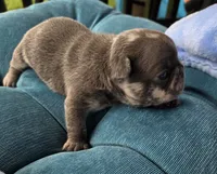 Cadbury 88/12, a male Frenchton for sale in Pensacola, FL – 5 of 10