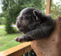 Cadbury 88/12, a male Frenchton for sale in Pensacola, FL – 4 of 10