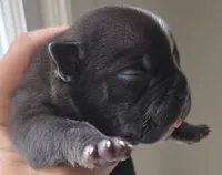 Stripe Frenglish, a male English Bulldog and French Bulldog for sale in Pensacola, FL – 1 of 7