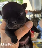 Beth Dutton, a female French Bulldog for sale in Pensacola, FL – 5 of 10