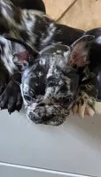 Rainwater Merle, a male French Bulldog for sale in Pensacola, FL – 5 of 9