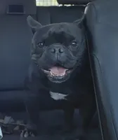 Prince, a male English Bulldog and French Bulldog for sale in Pensacola, FL – 3 of 6