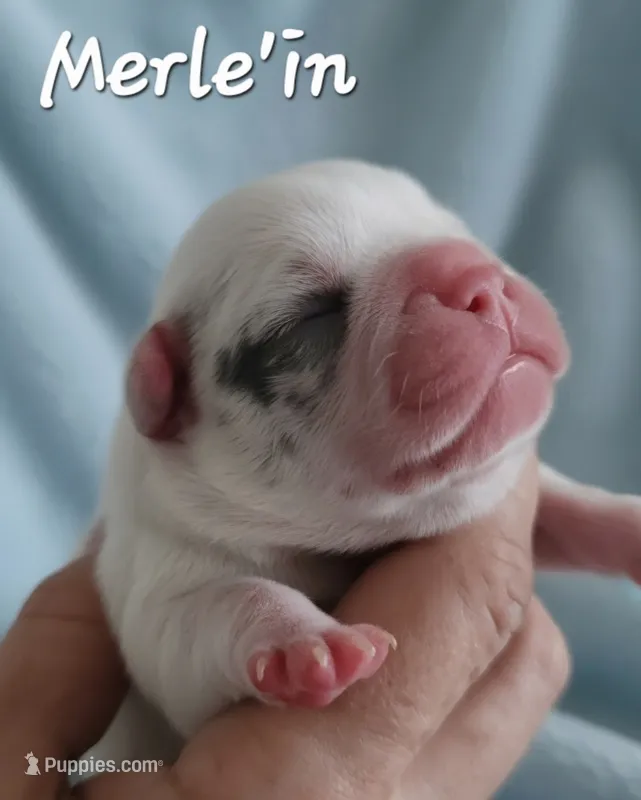 Merle'in (Lilac Merle Pied) 88/12% – French Bulldog, Frenchton puppy for sale in Pensacola, FL