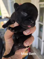 Beth Dutton, a female French Bulldog for sale in Pensacola, FL – 8 of 10
