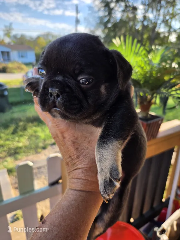 Mr.Pibb Coco Tan point – French Bulldog puppy for sale in Pensacola, FL