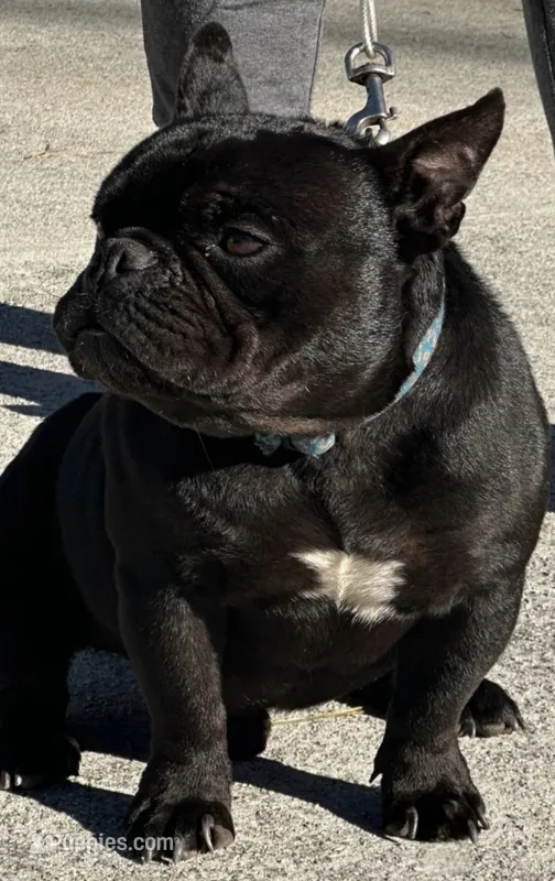 Prince – English Bulldog, French Bulldog puppy for sale in Pensacola, FL