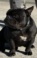Prince, a male English Bulldog and French Bulldog for sale in Pensacola, FL – 1 of 6