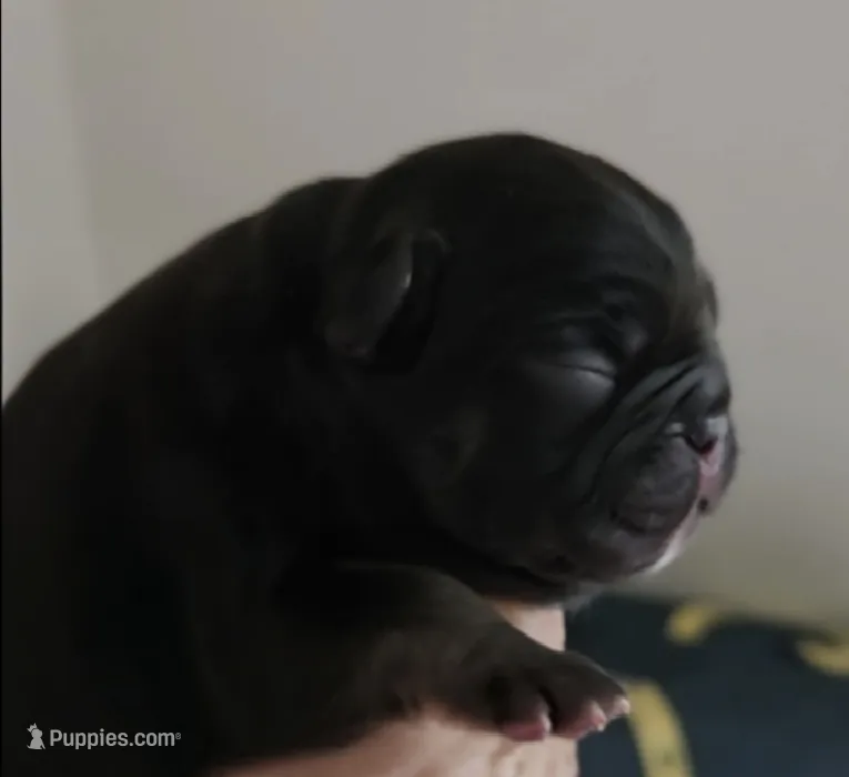 Mr.Pibb (Chocolate tan point) 88/12% – French Bulldog, Frenchton puppy for sale in Pensacola, FL
