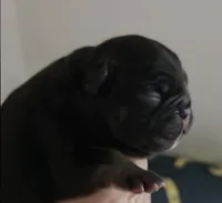 Mr.Pibb (Chocolate tan point) 88/12%, a male French Bulldog and Frenchton for sale in Pensacola, FL – 1 of 6