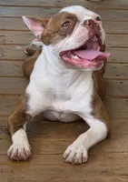 Beanie, a female Boston Terrier and Frenchton for sale in Pensacola, FL – 2 of 7