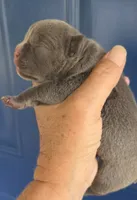 Lotus (Lilac), a female English Bulldog and French Bulldog for sale in Pensacola, FL – 4 of 9