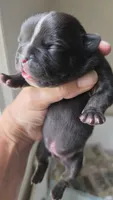 Stripe Frenglish, a male English Bulldog and French Bulldog for sale in Pensacola, FL – 2 of 7