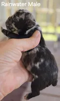Rainwater, a male French Bulldog for sale in Pensacola, FL – 5 of 10