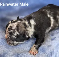 Rainwater, a male French Bulldog for sale in Pensacola, FL – 9 of 10