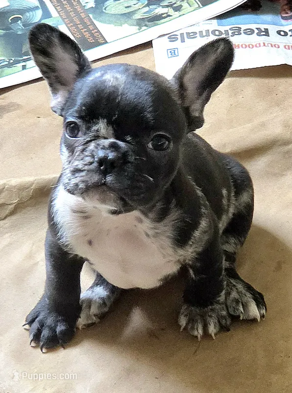 Rip merle  – French Bulldog puppy for sale in Pensacola, FL