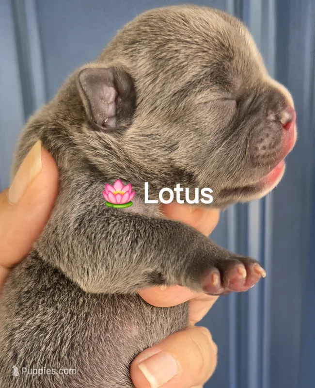 Lotus (Lilac) – English Bulldog, French Bulldog puppy for sale in Pensacola, FL