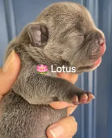 Lotus (Lilac), a female English Bulldog and French Bulldog for sale in Pensacola, FL – 1 of 9
