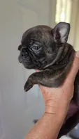 Lilly, a female French Bulldog for sale in Pensacola, FL – 2 of 2
