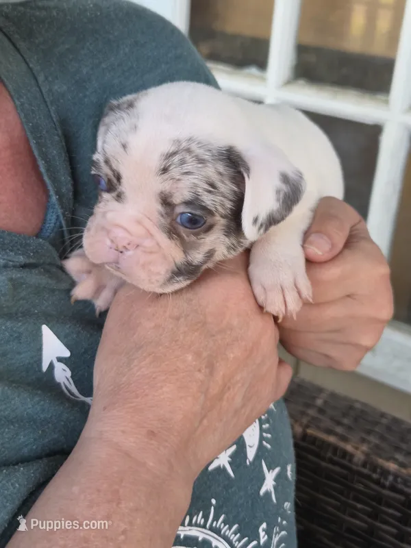 Gidget (Lilac Merle Pied)  – French Bulldog puppy for sale in Pensacola, FL