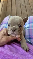 Carmello Isabella, a male French Bulldog for sale in Pensacola, FL – 2 of 3