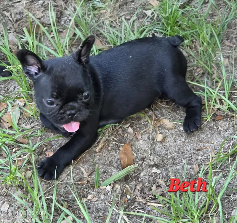 Beth Dutton (mini) – French Bulldog puppy for sale in Pensacola, FL