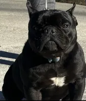 Prince, a male English Bulldog and French Bulldog for sale in Pensacola, FL – 2 of 6
