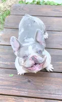 Mr.Pibb (Chocolate tan point) 88/12%, a male French Bulldog and Frenchton for sale in Pensacola, FL – 6 of 6