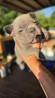 Osso Lilac, a male French Bulldog for sale in Pensacola, FL – 2 of 2